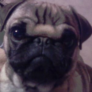 Meet your Posher, Kerry